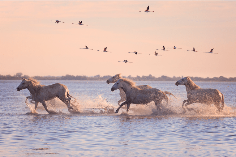 Photo de Nîmes-Uzès & Camargue